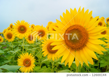 sunflower	 12600144