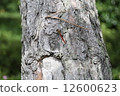 Red dragonfly 12600623