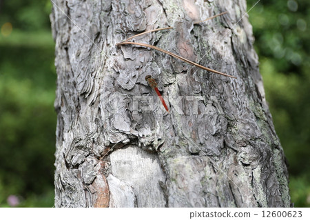 Red dragonfly 12600623