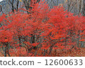 映山紅 12600633