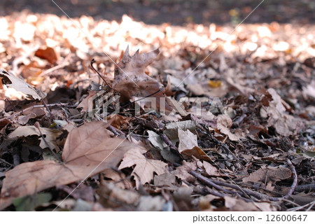 枯葉的世界 12600647