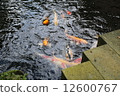 Carp of a pond 12600767