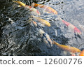Carp of a pond 12600776
