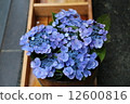  hydrangea 12600816