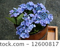  hydrangea 12600817
