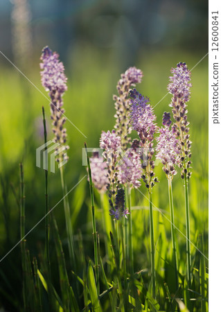 綿棗兒 綿棗兒 12600841