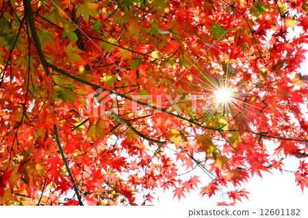 Maples and sun 12601182