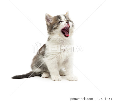little fluffy kitten isolated on white background little fluffy kitten isolated on white background 12601234