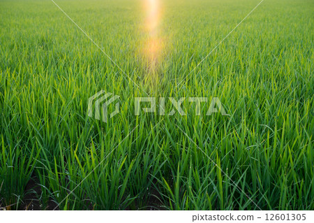 光亮的稻田 光亮的稻田 12601305