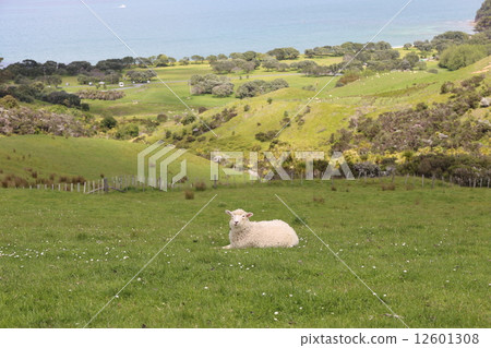 A sheep 12601308