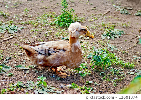 Duck tufted 12601374