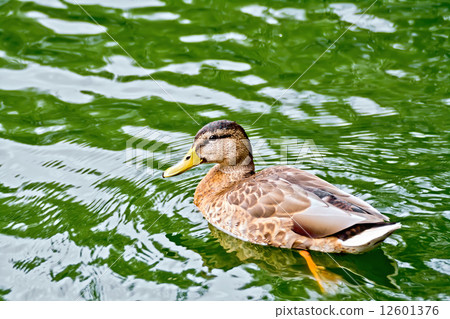 Duck wild on the green water 12601376