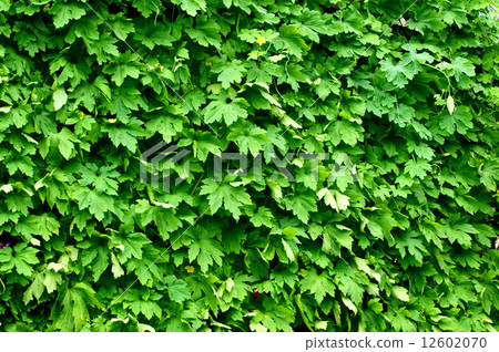 綠色的窗簾 12602070