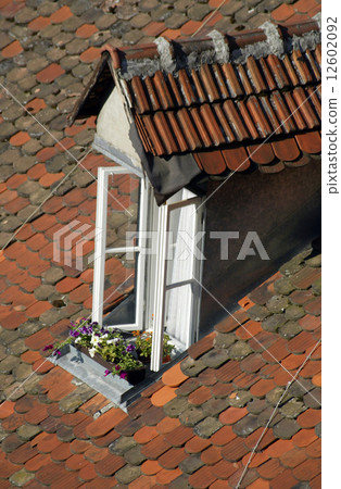 Closeup of window with flowers 12602092