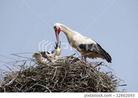 Stork family on the nest 12602093