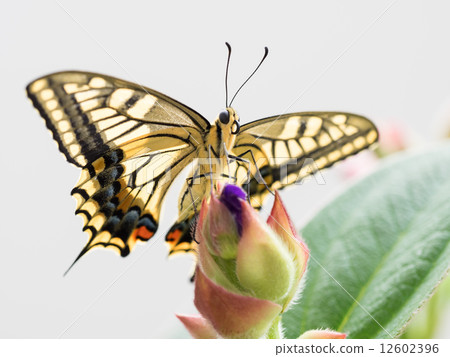 打開Sikonobotan的翅膀和芽的芽 12602396