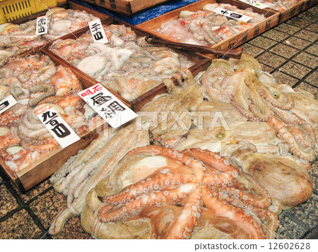 octopus  12602628