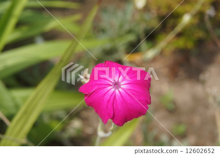 Flannel Saw Flannel Saw 12602652