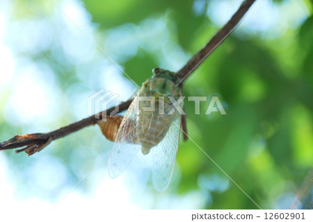 Cicadas emerging Cicadas emerging 12602901