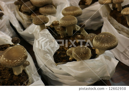Fungal bed shiitake 12602938