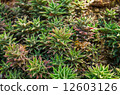 Succulent plants 12603126