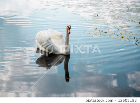 White swan on a lake 12603188