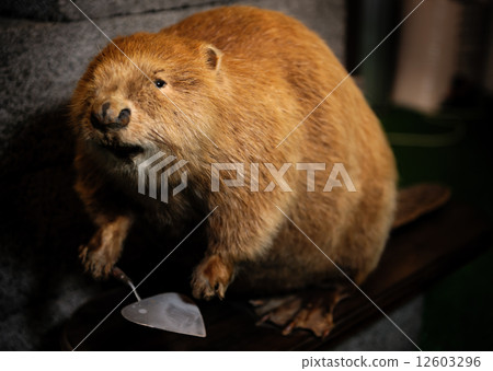 Stuffed beaver with construction spatula close-up 12603296