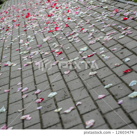 Rose petals on asphalt after wedding ceremony 12603474