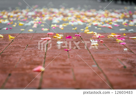 Rose petals on asphalt after wedding ceremony 12603483