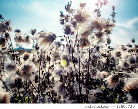 White fluffy great burdock close-up White fluffy great burdock close-up 12603720