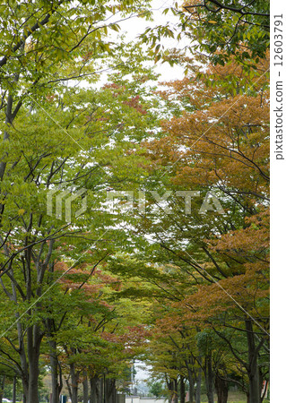 Tree trees Tree trees 12603791