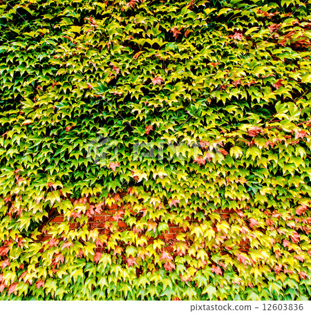 Ivy background 12603836
