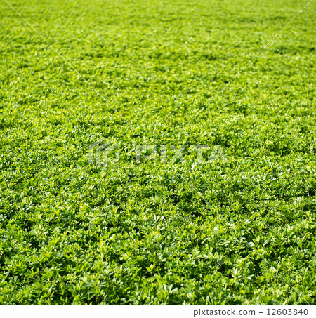 Green leaves background Green leaves background 12603840