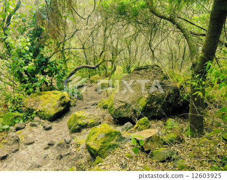 Los Tilos Forest, La Palma 12603925