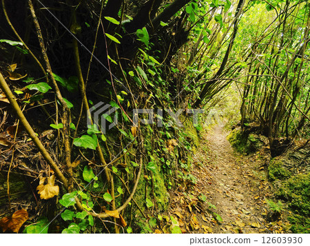 Los Tilos Forest, La Palma Los Tilos Forest, La Palma 12603930