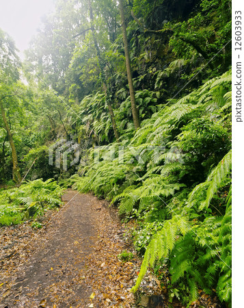 Los Tilos Forest, La Palma 12603933