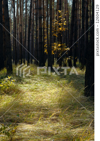 forest 12604129