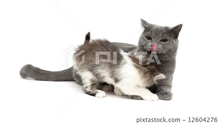 kitten plays with an adult cat. Isolated on white background. 12604276