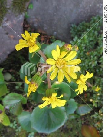 大吳風草 12604306