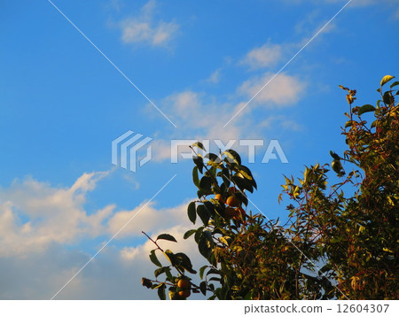 秋天天空和柿樹 12604307