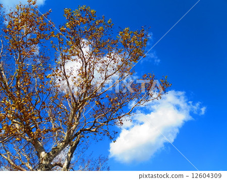 秋天的天空 12604309