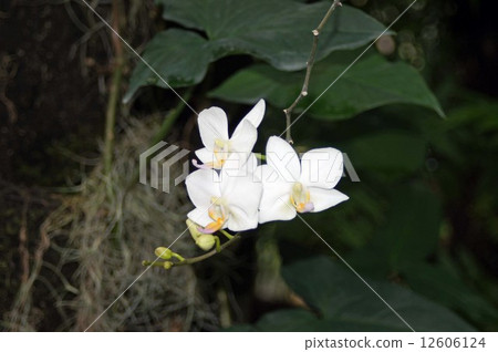 Yellow-sized hybrids · Nagori snow Yellow-sized hybrids · Nagori snow 12606124