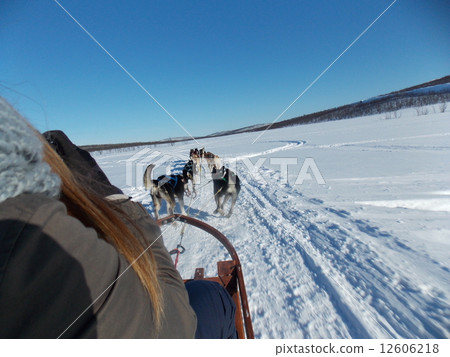 Dog sled Dog sled 12606218