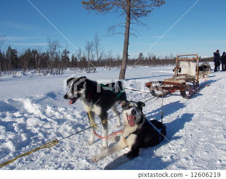 Dog sled Dog sled 12606219