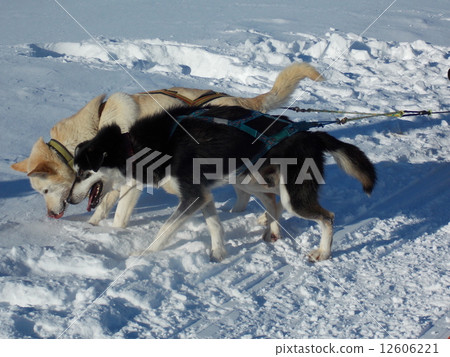 Dog sled 12606221
