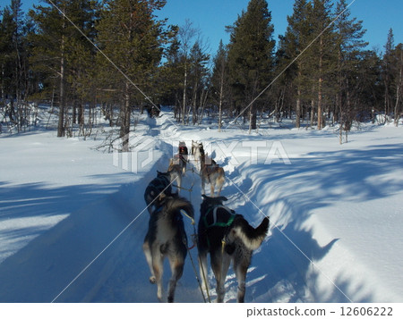 Dog sled 12606222