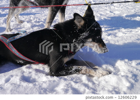 Dog sled 12606229