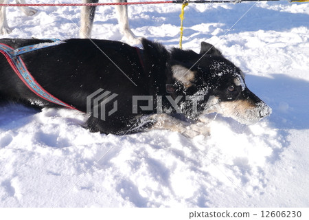 Dog sled Dog sled 12606230