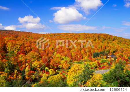 Autumn leaves of Hachimantaira and Suzuken Onsen 12606524