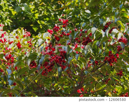 red nut red nut 12606580